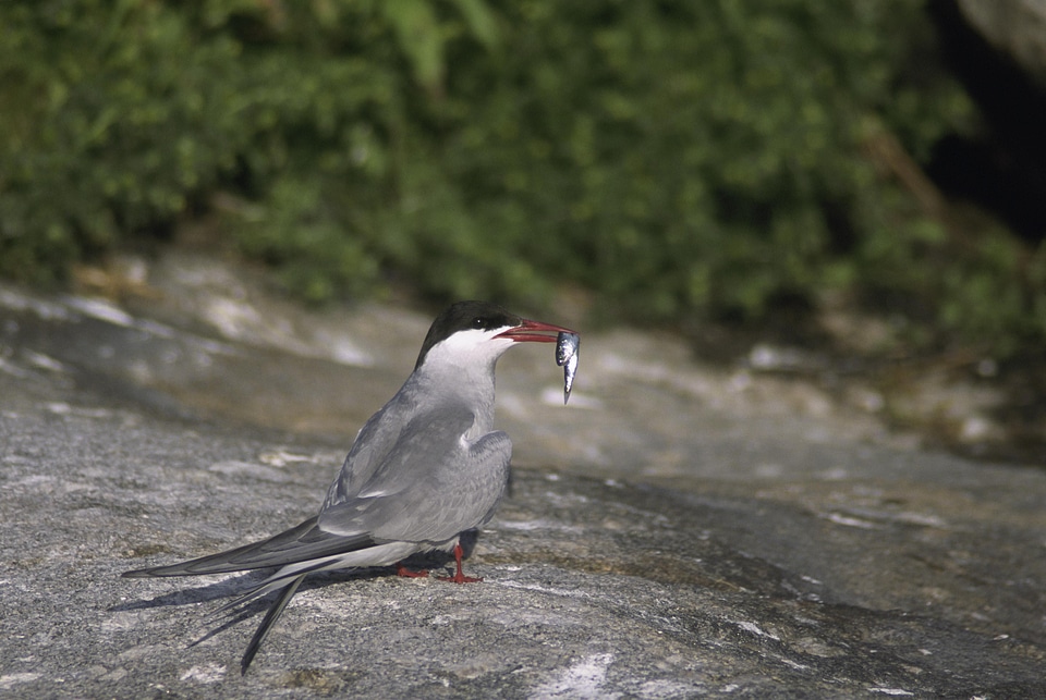 Bird fish 