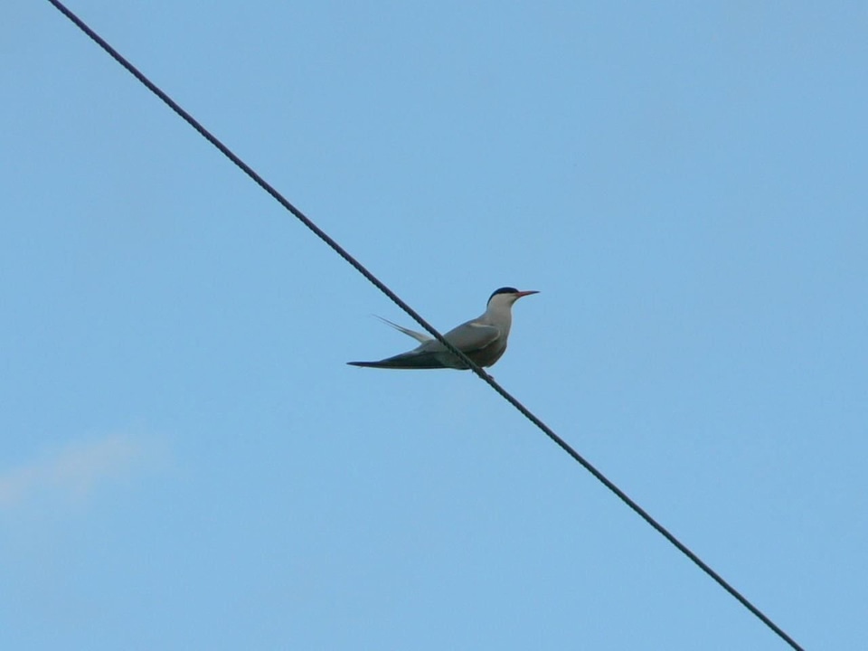 Line phone telephone line