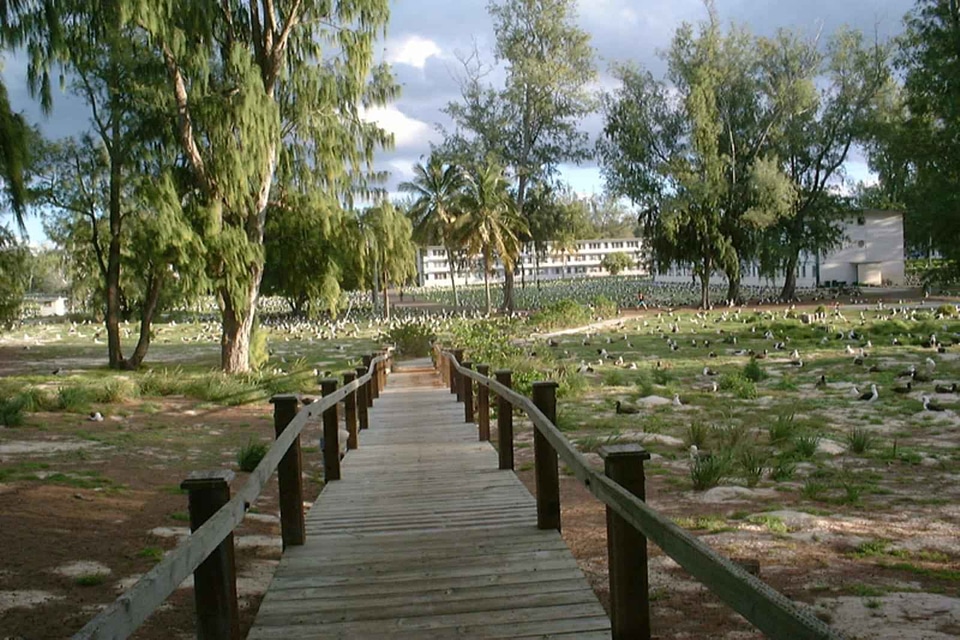 Albatross boardwalk Macronectes giganteus