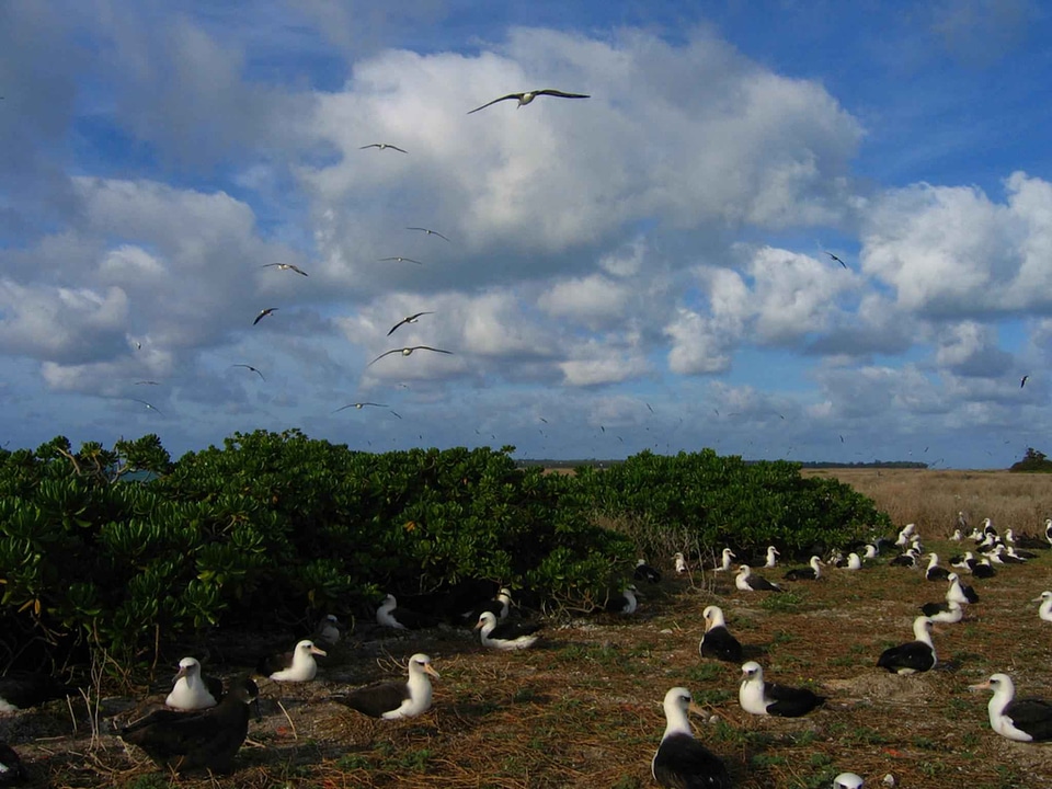 Albatross atoll domestic