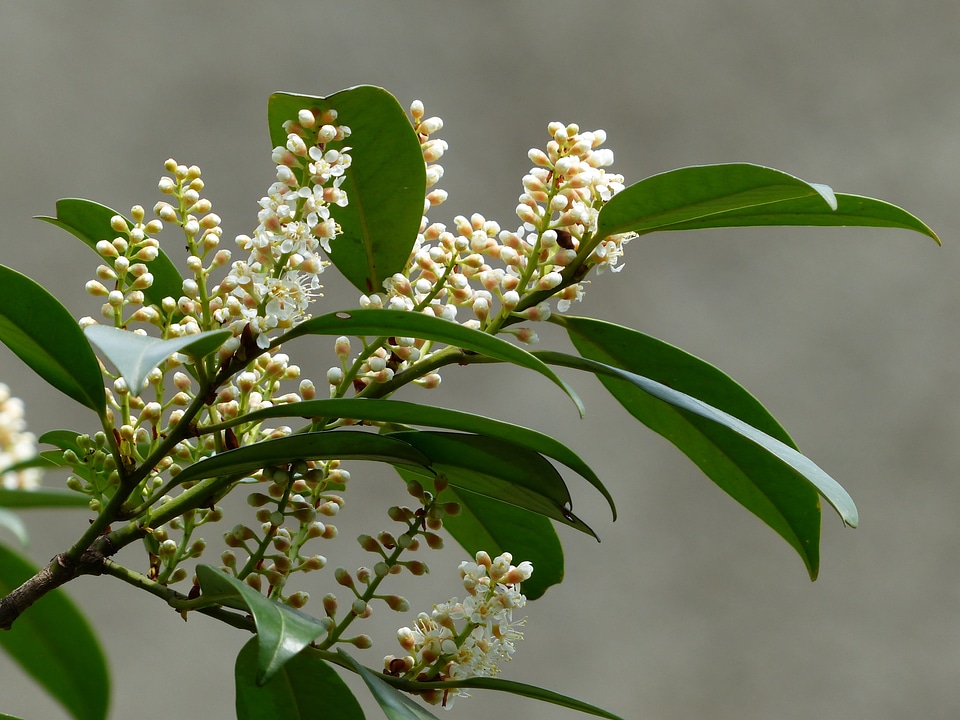 Bloom white plant