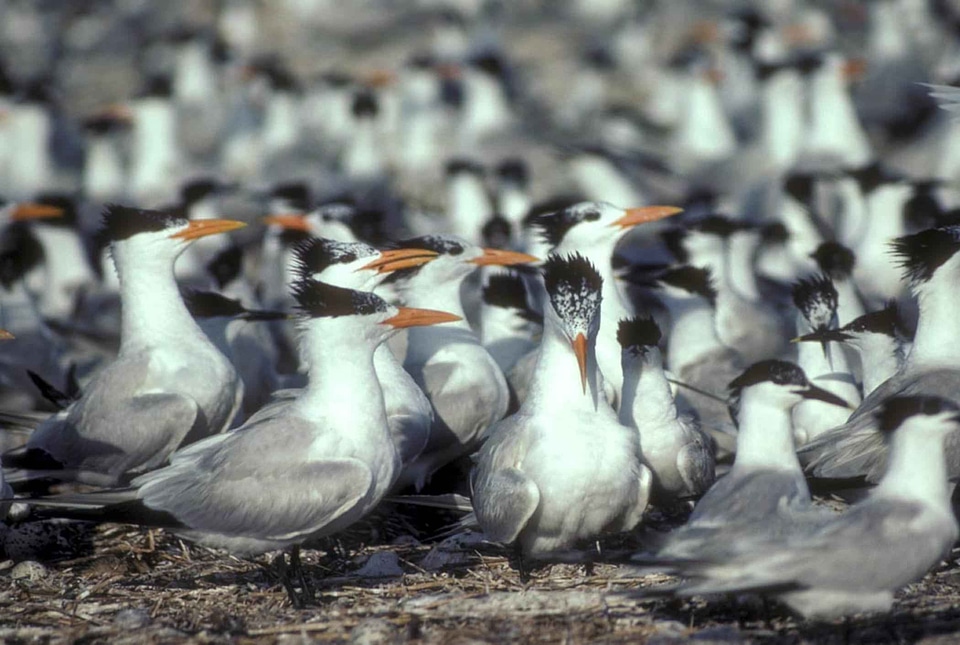 Background flock royal