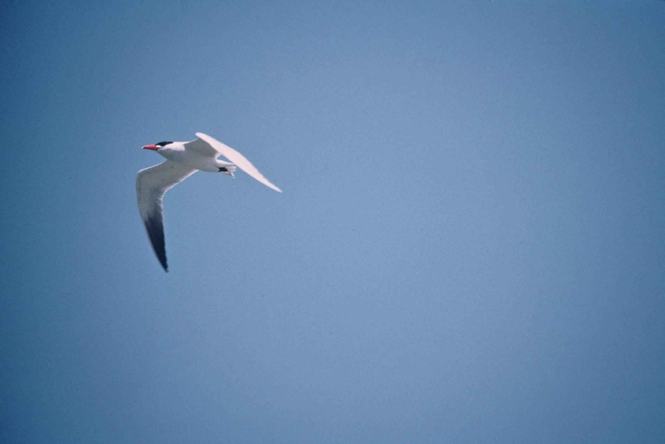 Flight  