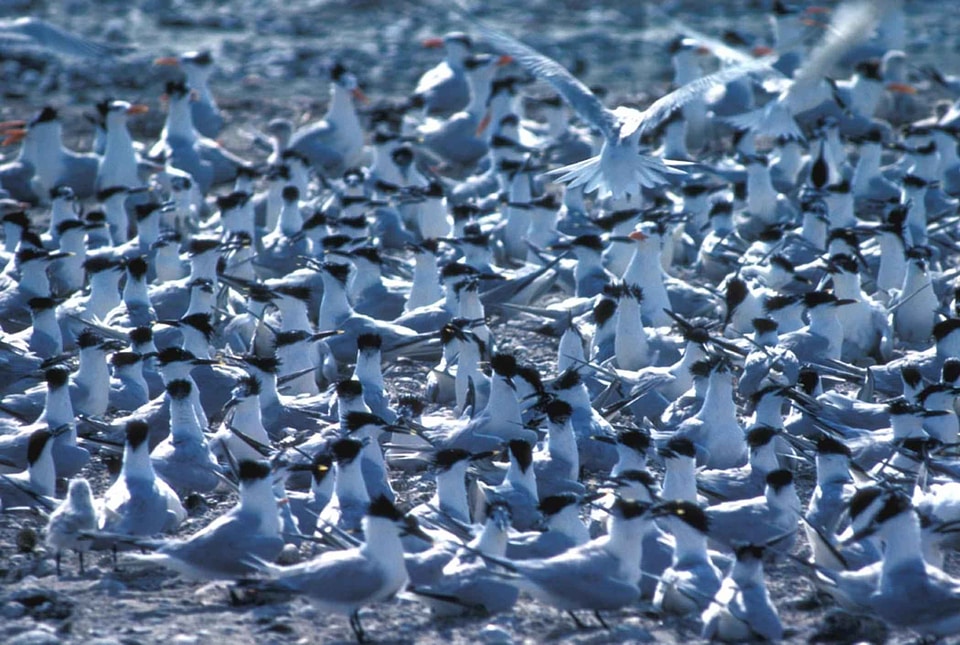 Background bird flock