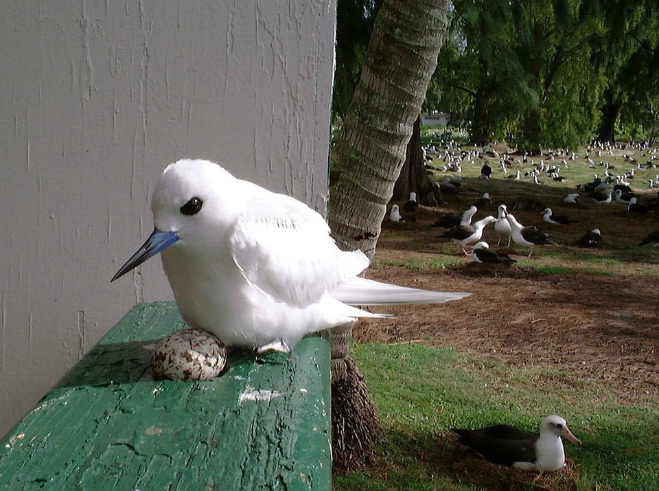 Bird close close-up