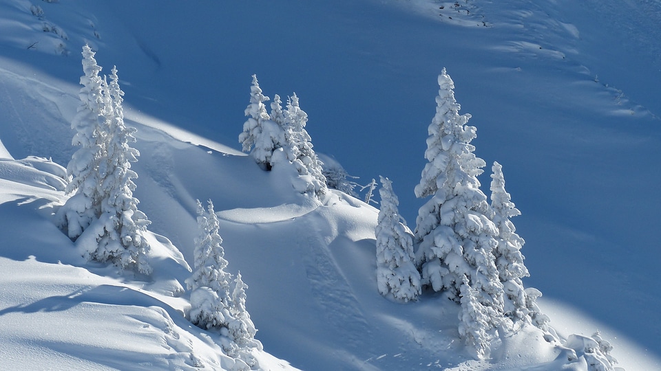 Winter snow landscape trees photo