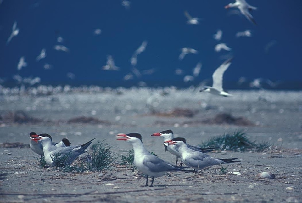 Bird island 