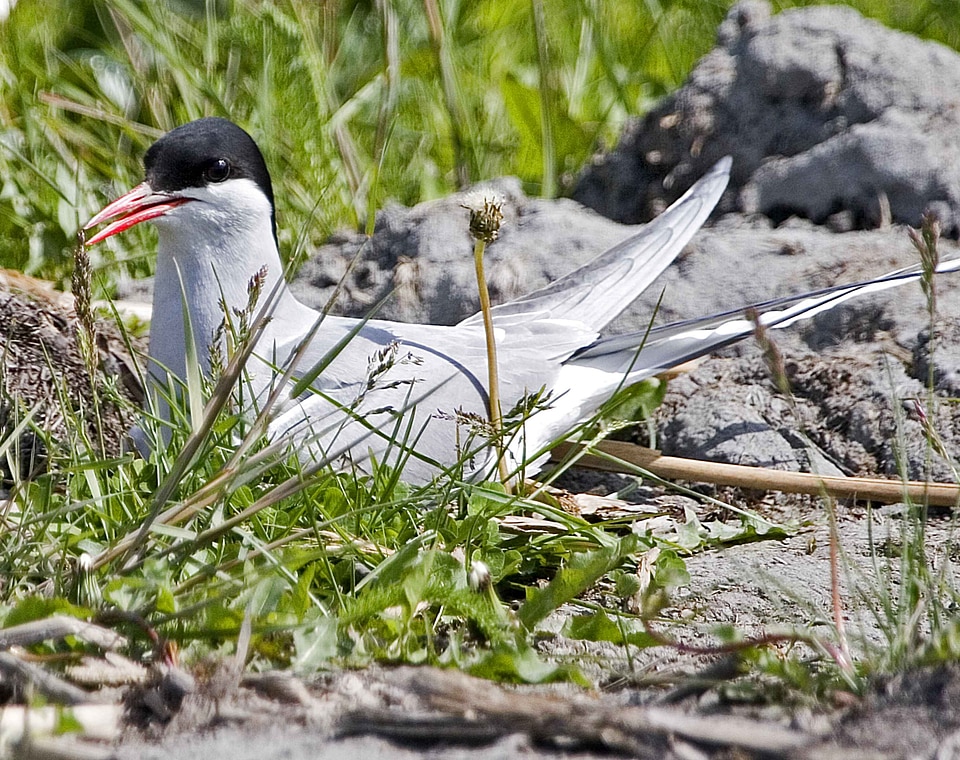 Arctic bird close