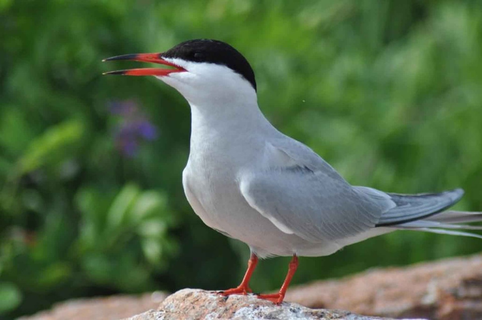 Bird common portrait