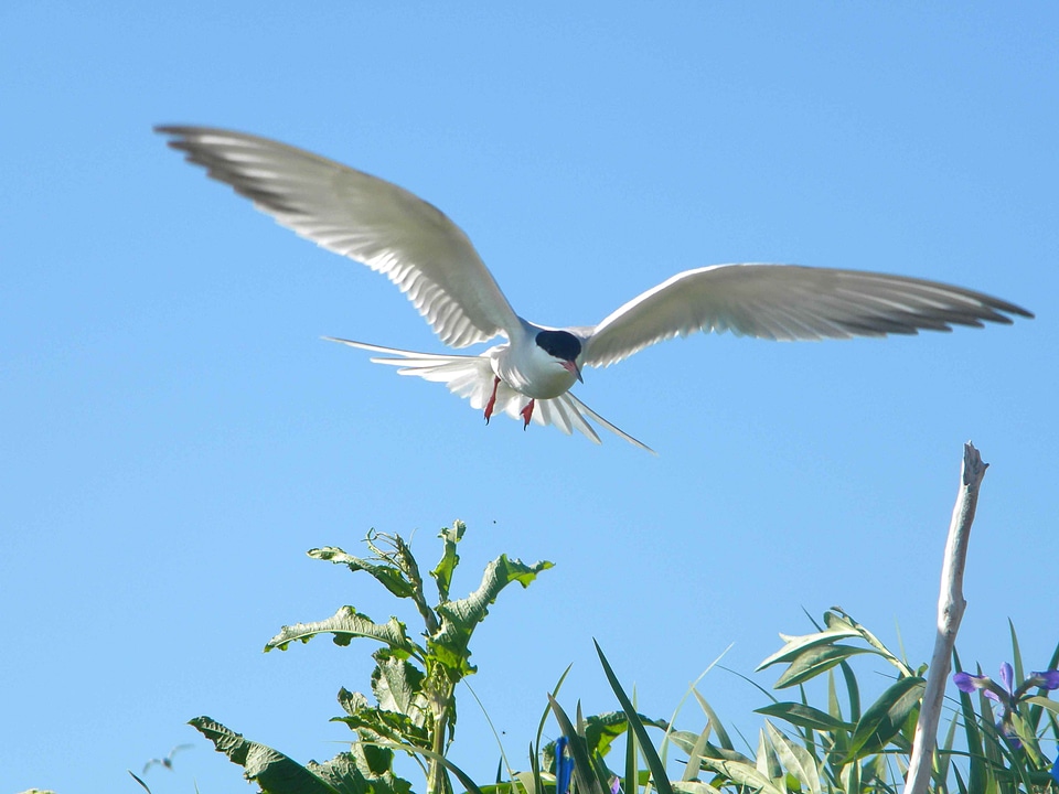 Common flight 