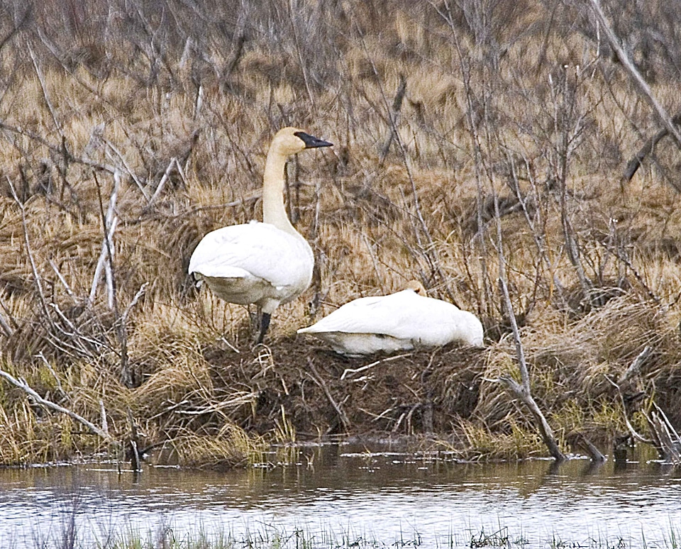 Lake nest trumpeter