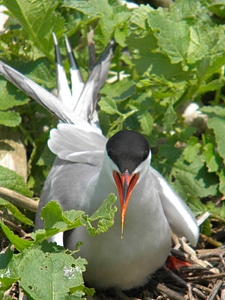 Bird common nest