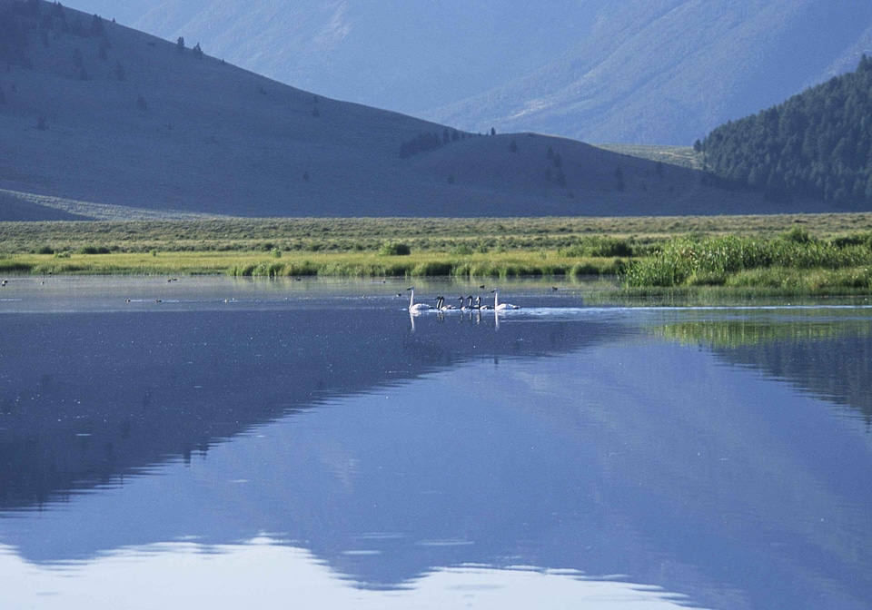 Family lake trumpeter