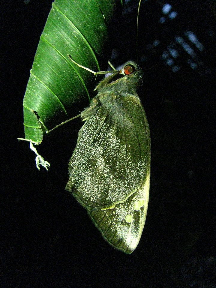 Wildlife bug bright