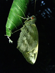 Wildlife bug bright