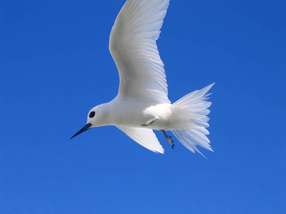 Bird curious overhead