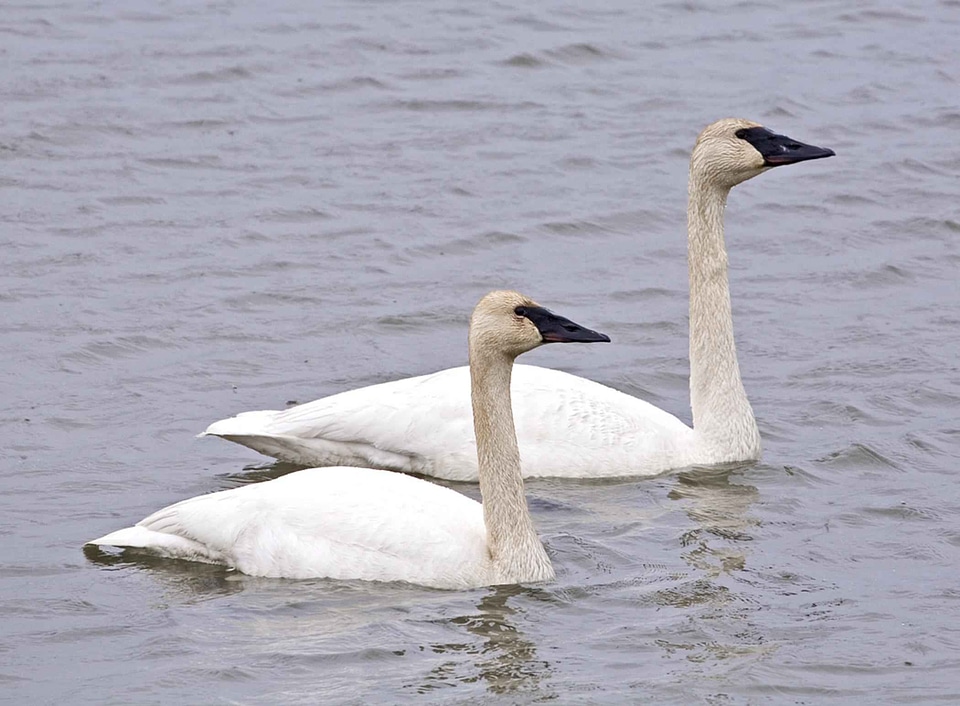 Couple female male