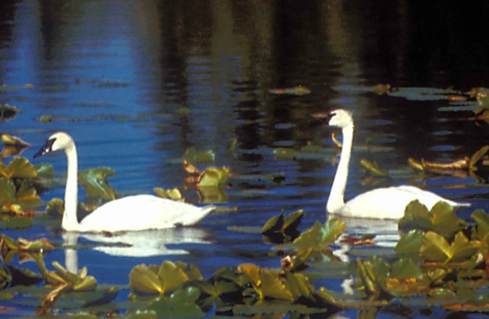 Bathe couple female