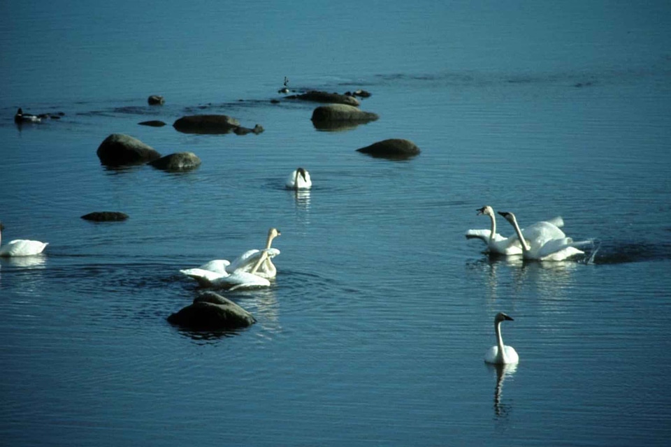 Tundra water 