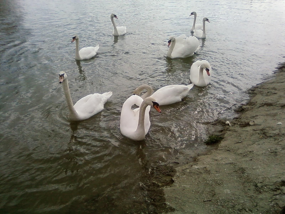 Danube lake parade