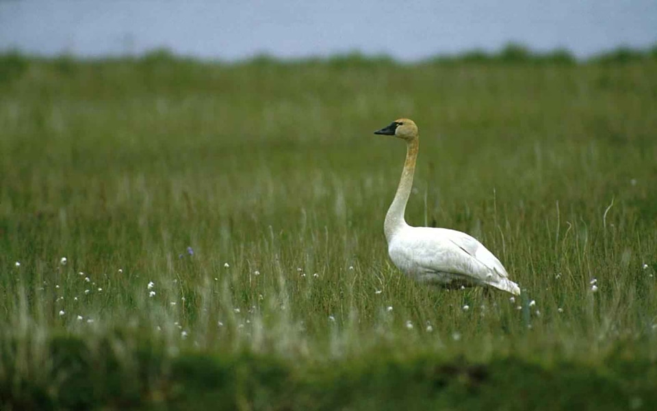 Bearing Cygnus columbianus grass plants