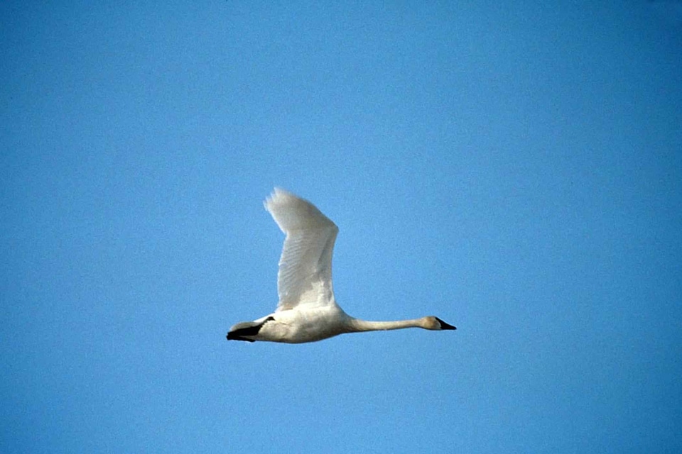 Cygnus Columbianus flight mute swan