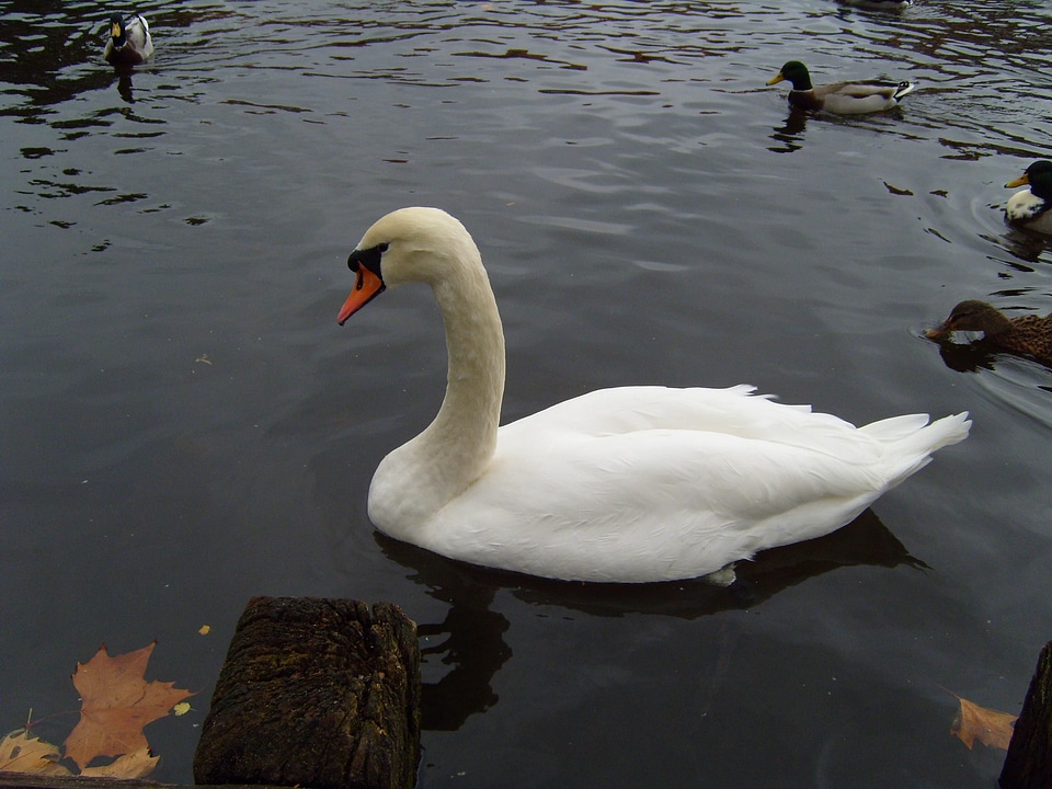 Beautiful lake male