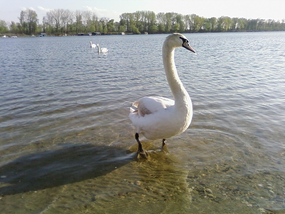 Mute Swan standing water