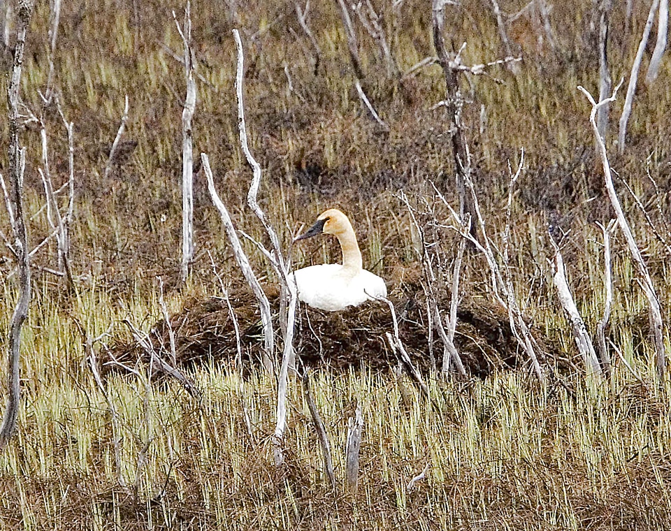 Background bird mute swan