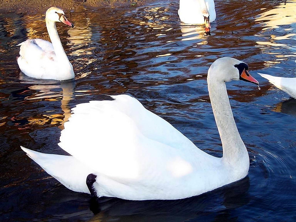Beautiful Photo mute swan white