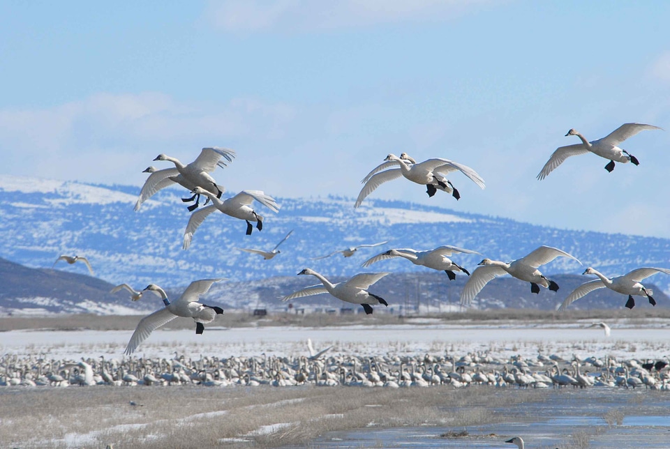 Flight migration winter