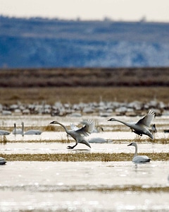 Flight lake photo