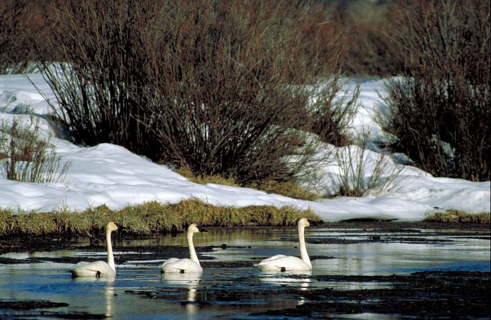Bathe brush snow