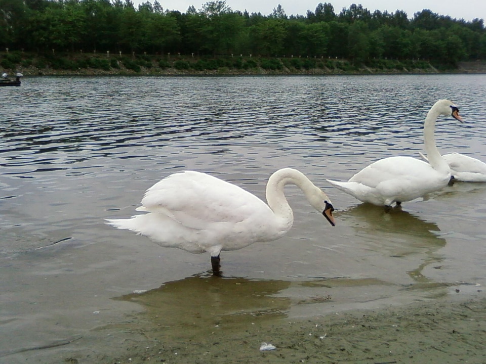 Lake  
