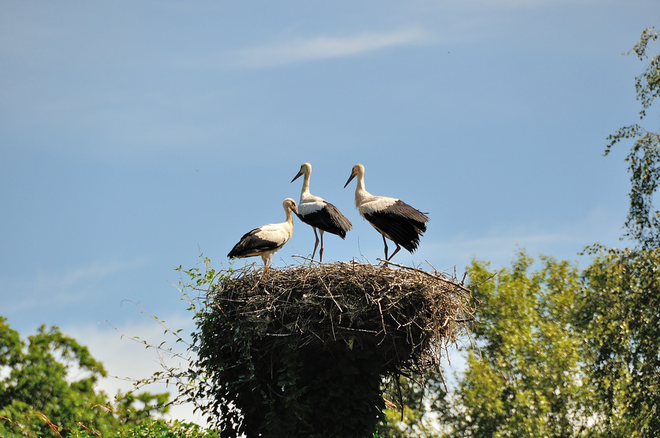 Germany birds white