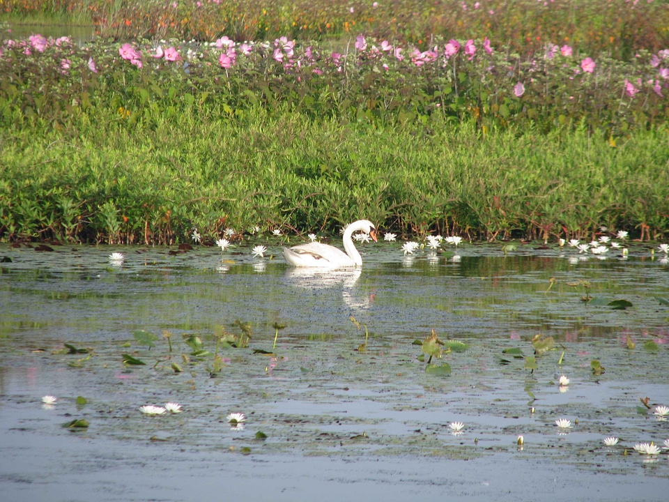 Lake mute swan water