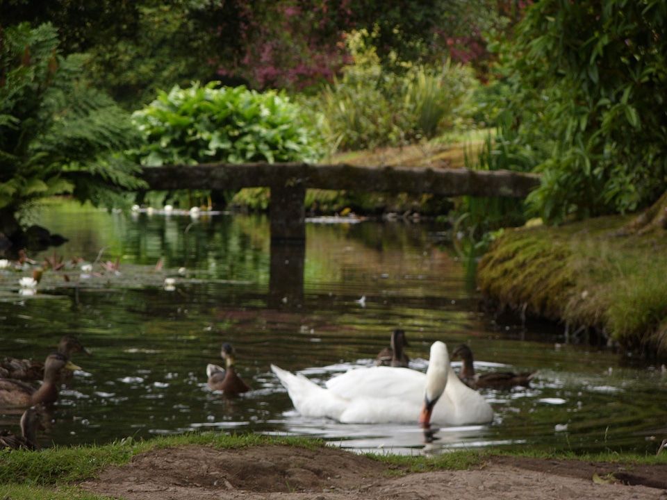 Ducks lake mute swan