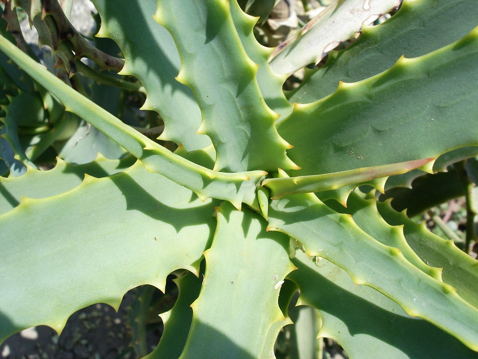 Succulent herb herbal