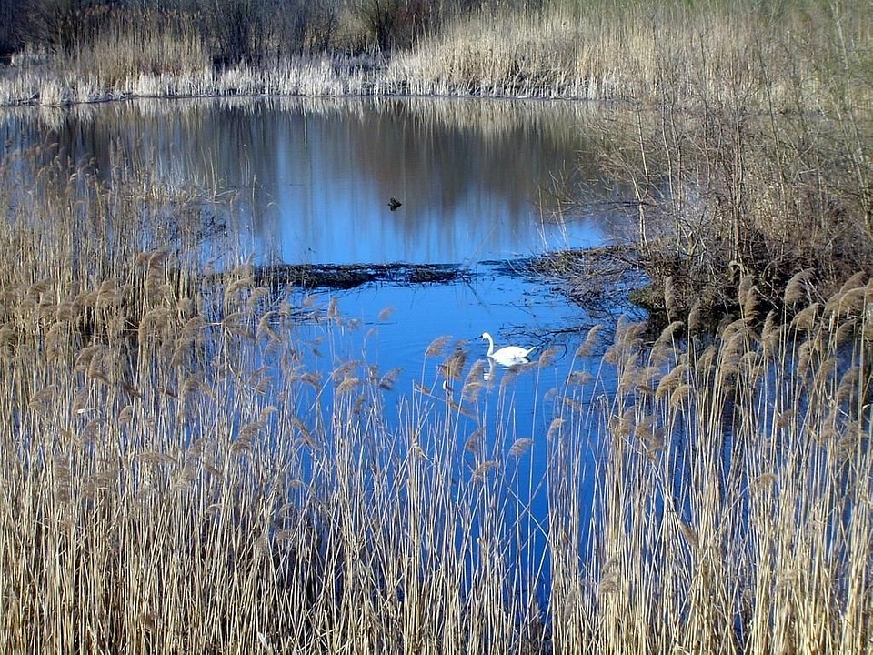 Lake landscape mute swan