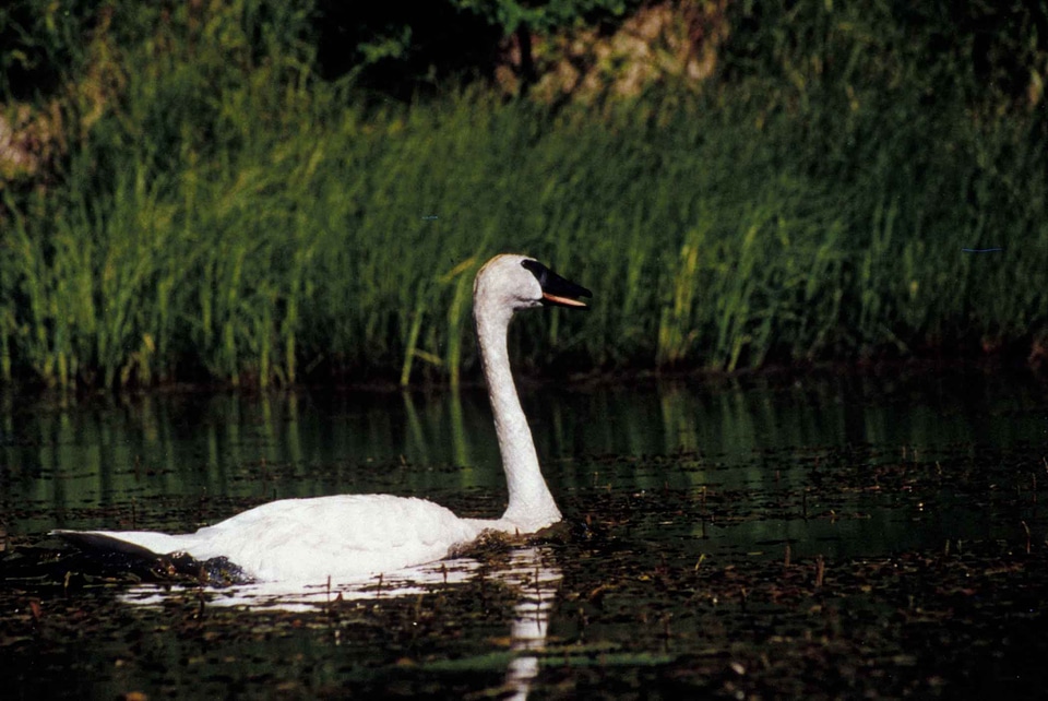 Lake marsh mute swan