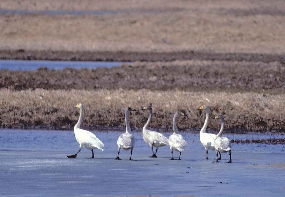 Bird mute swan northern hemisphere