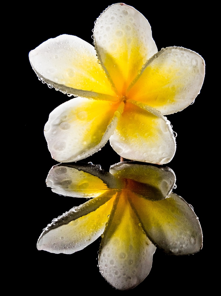 White yellow frangipani