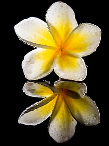 White yellow frangipani photo