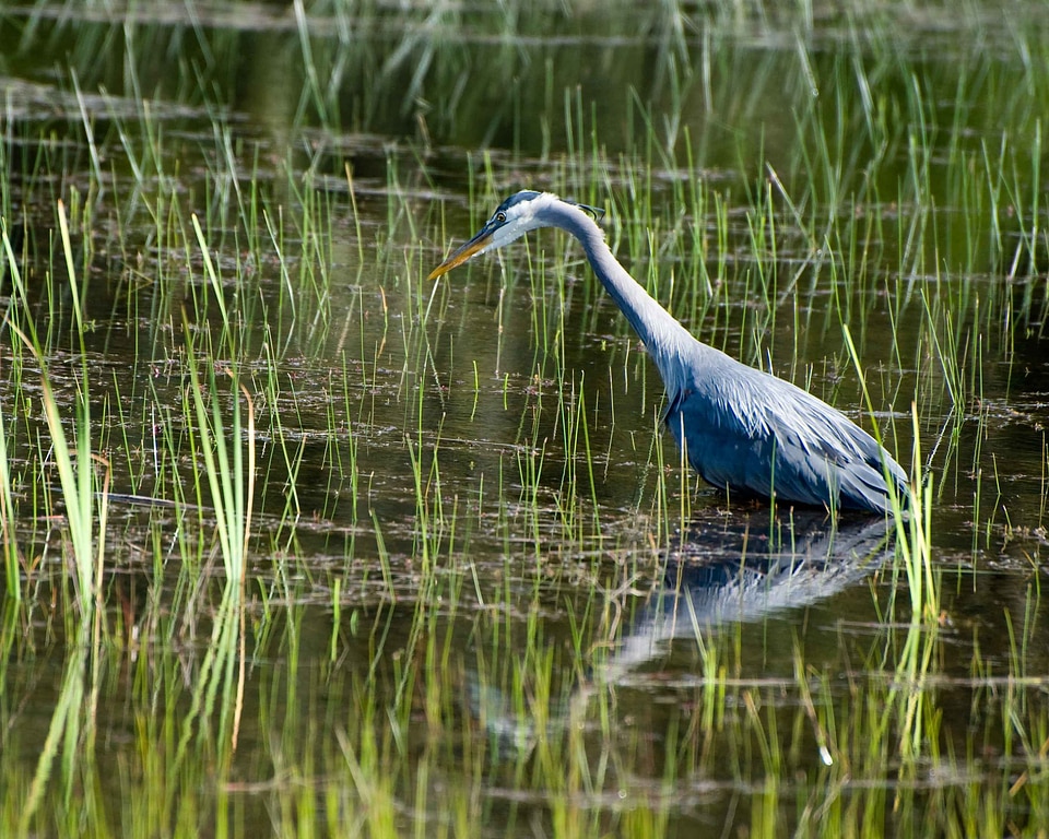 Anchor Ardea herodias blue