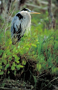 Ardea Herodias bird blue