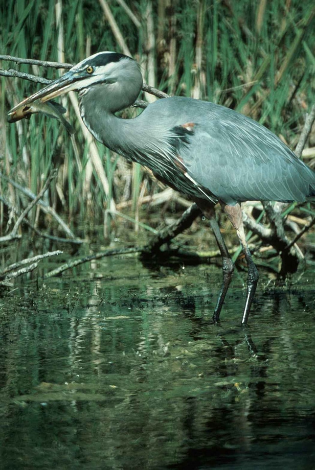 Ardea Herodias bird blue