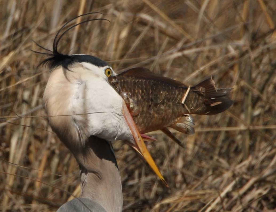 Ardea Herodias beak blue