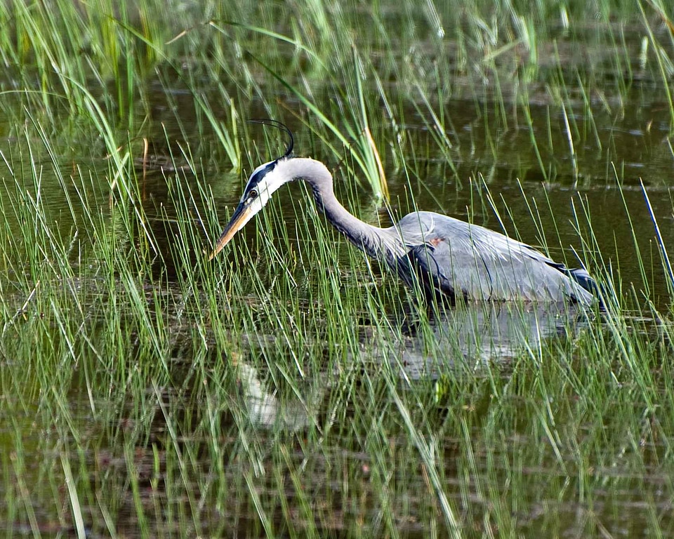 Ardea Herodias blue egret