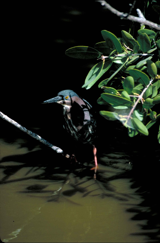 Bird egret greenery
