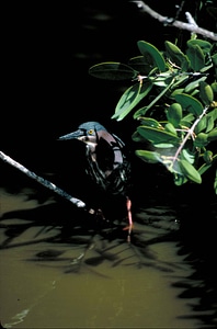 Bird egret greenery